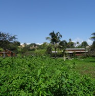 SANY0010.JPG