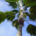 DSC00960